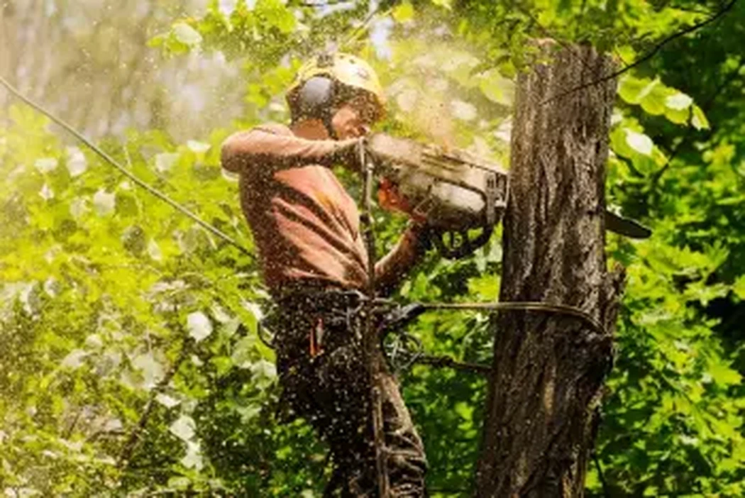 Arboriste professionnel en action avec équipement Atelier Tanguay